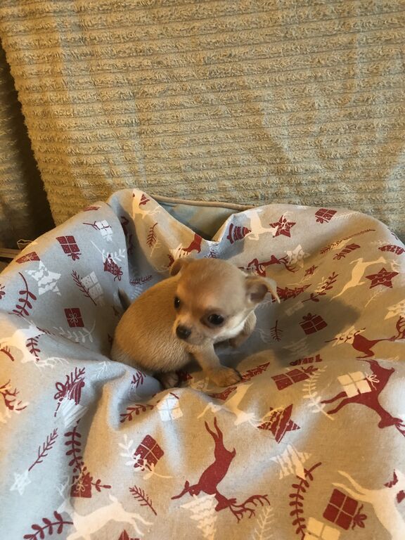 5329950  Chihuahua mini