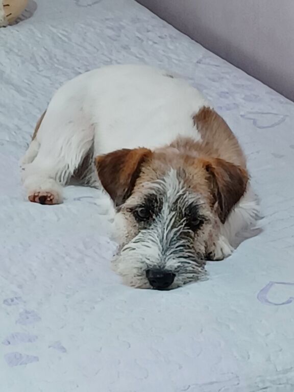 5329516  Jack russell terrier