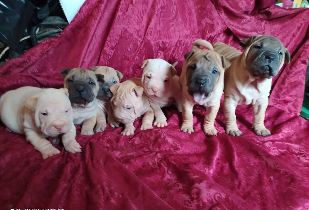 4790390  Shar-pei cuccioli